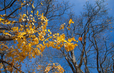 wide-angle shot of autumnal maple