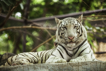 White Tiger in Thailand.