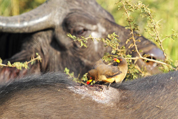 Oxpeckers on african buffalo