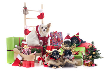 christmas chihuahuas