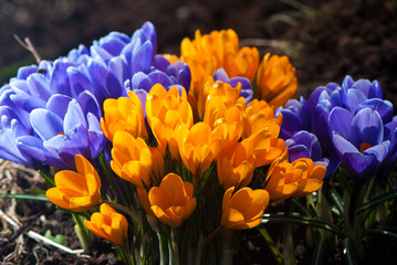 Flowers & Spring