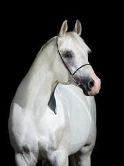 Fototapeta na wymiar White horse head isolated on black, Arabian horse