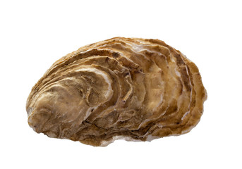 seashell isolated on white