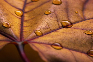 closeup view of autumn leaf with water drops
