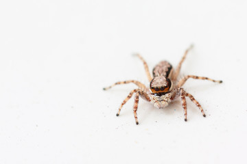brown Jumping spider