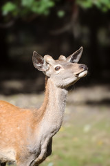 Deer