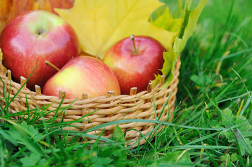 Apples in basket
