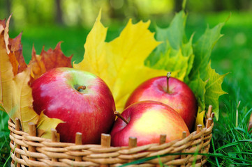 Apples in basket