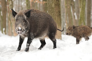 Wild boar
