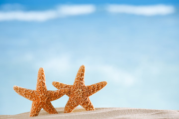 Fototapeta na wymiar starfish with ocean , beach and seascape