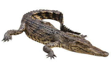 crocodile