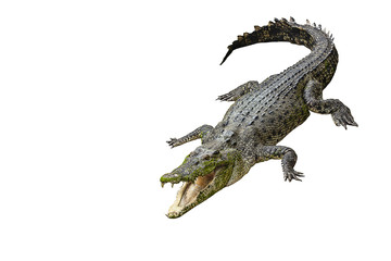 crocodile