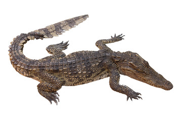 crocodile