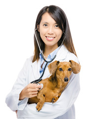 Veterinarian and dachshund dog