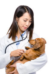 Female veterinarian with dachshund dog