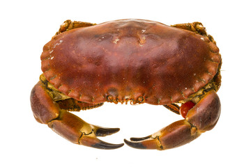 Raw crab