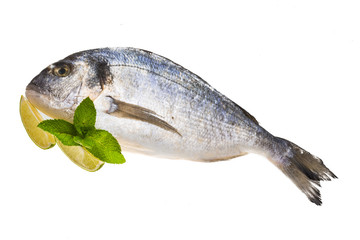 Fresh raw dorada
