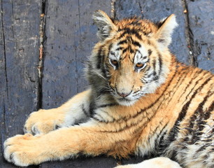 endangered brown tiger