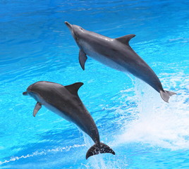 Fototapeta premium jumping dolphins, Hong Kong 