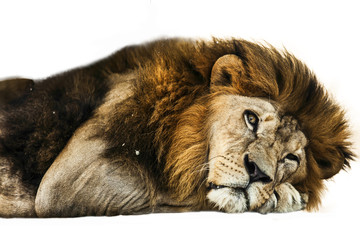 Male Lion in all of his glory