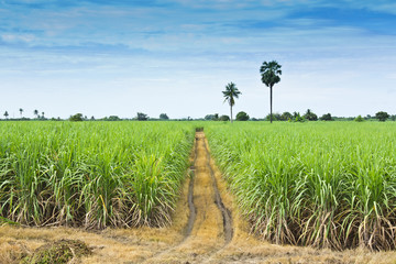 sugar cane