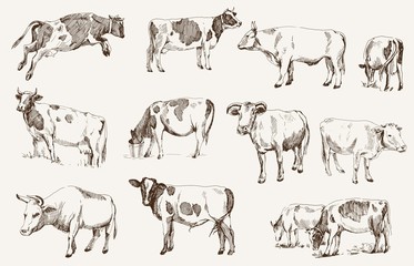 Fototapeta premium cow. animal husbandry