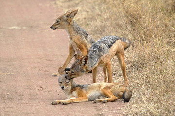 Family of black-backed jackals