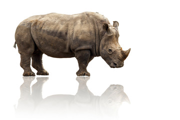 Rhino white background.