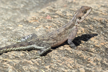 Red-headed Rock Agama