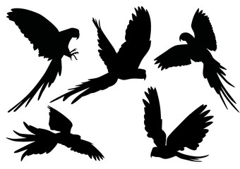 Obraz premium Papagei