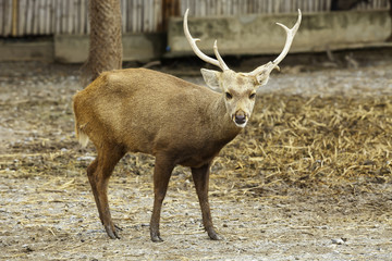 Siamese Eld's deer ,Brow-Antlered Deer