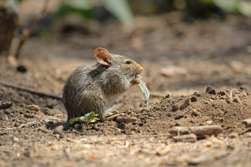 Field mouse eating a leaf