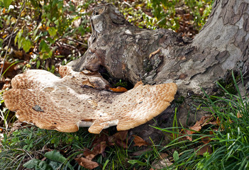 Fototapeta premium grande fungo