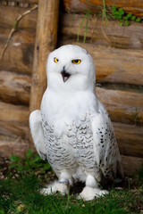 Snow owl