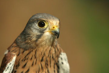 Kestrel