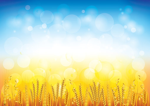 Wheat field vector background