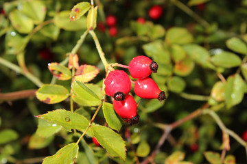 Obraz premium Red Rose Hips