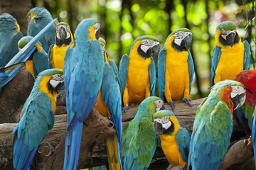 Parrots
