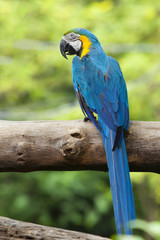 Parrots