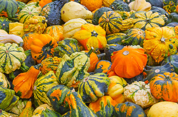 Colorful pumpkins