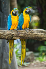 Parrots