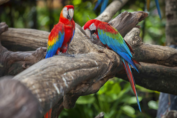Parrots