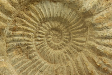 Ammonite © mjkt