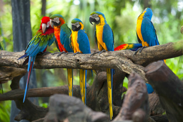 Fototapeta premium Parrots