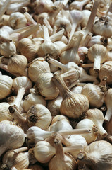 Garlic Heads