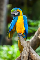 Obraz premium Parrots