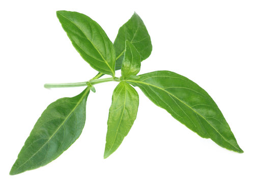 Ayurvedic Medicinal Chirata leaves