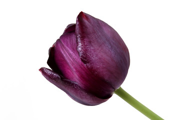 Fototapeta premium Tulips