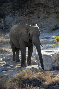 elefante