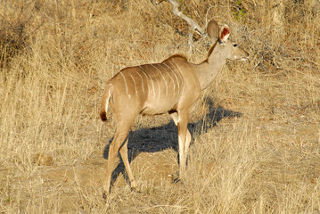 kudu